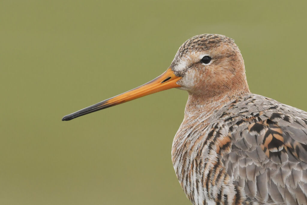 Black-tailed Godwitadult transition, close-up portrait