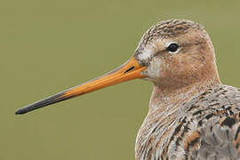 Black-tailed Godwit