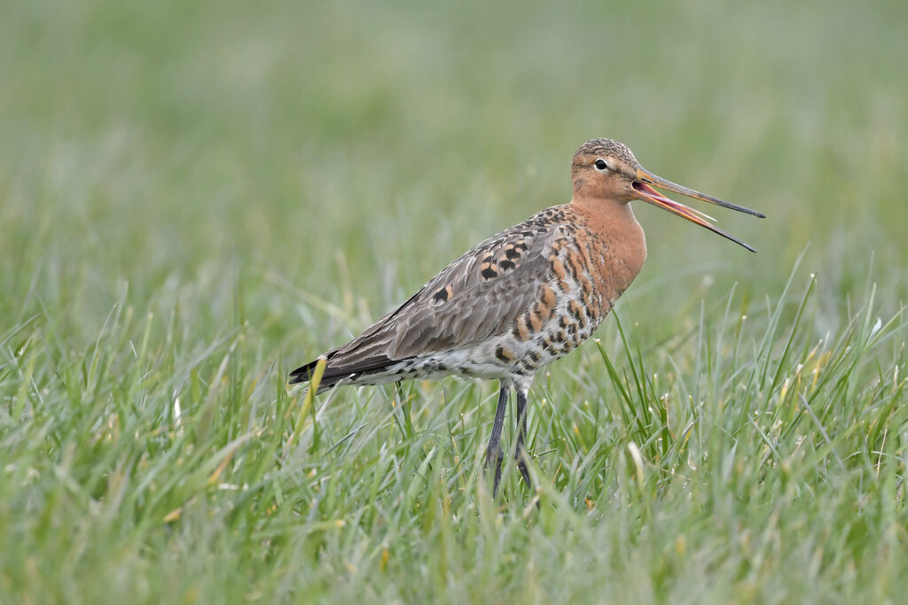 Black-tailed Godwitadult breeding, identification