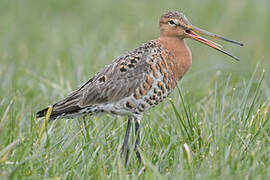 Black-tailed Godwit