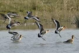 Black-tailed Godwit