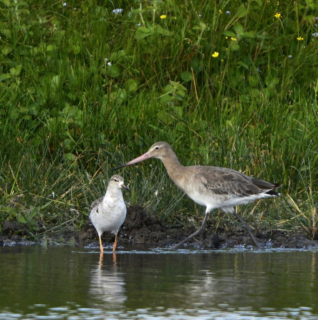 Black-tailed Godwitadult post breeding, identification