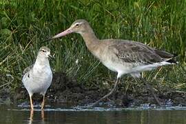 Black-tailed Godwit