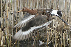 Black-tailed Godwit