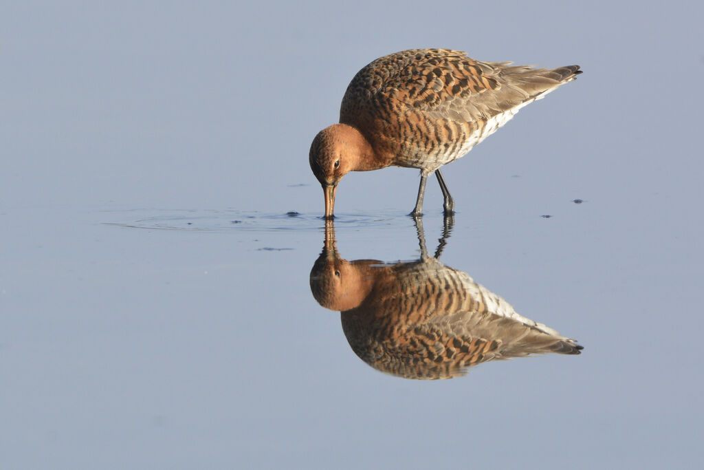 Black-tailed Godwitadult breeding, identification