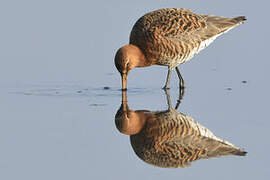 Black-tailed Godwit