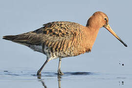 Black-tailed Godwit