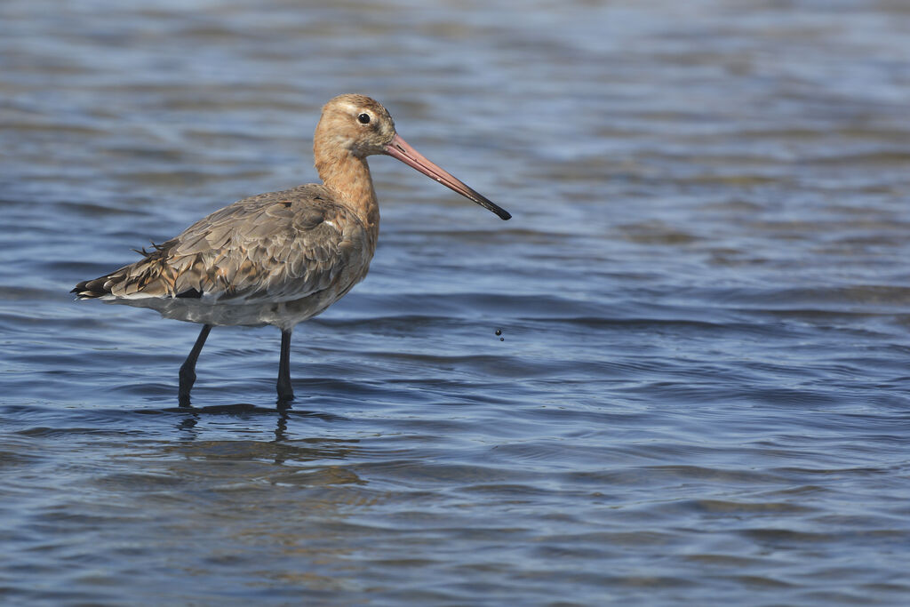 Black-tailed Godwit male adult transition, identification