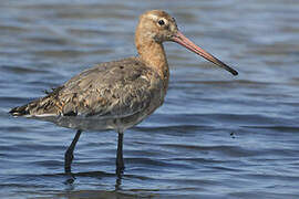 Black-tailed Godwit