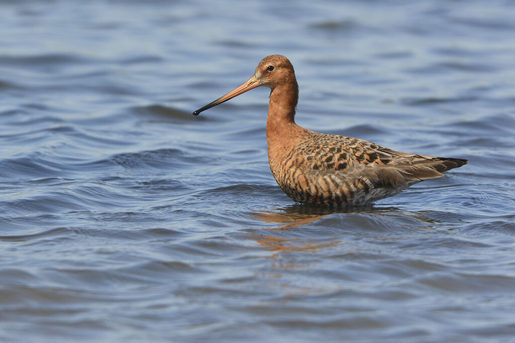 Black-tailed Godwitadult breeding, identification