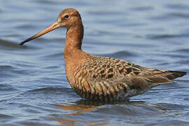 Black-tailed Godwit