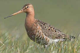 Black-tailed Godwit