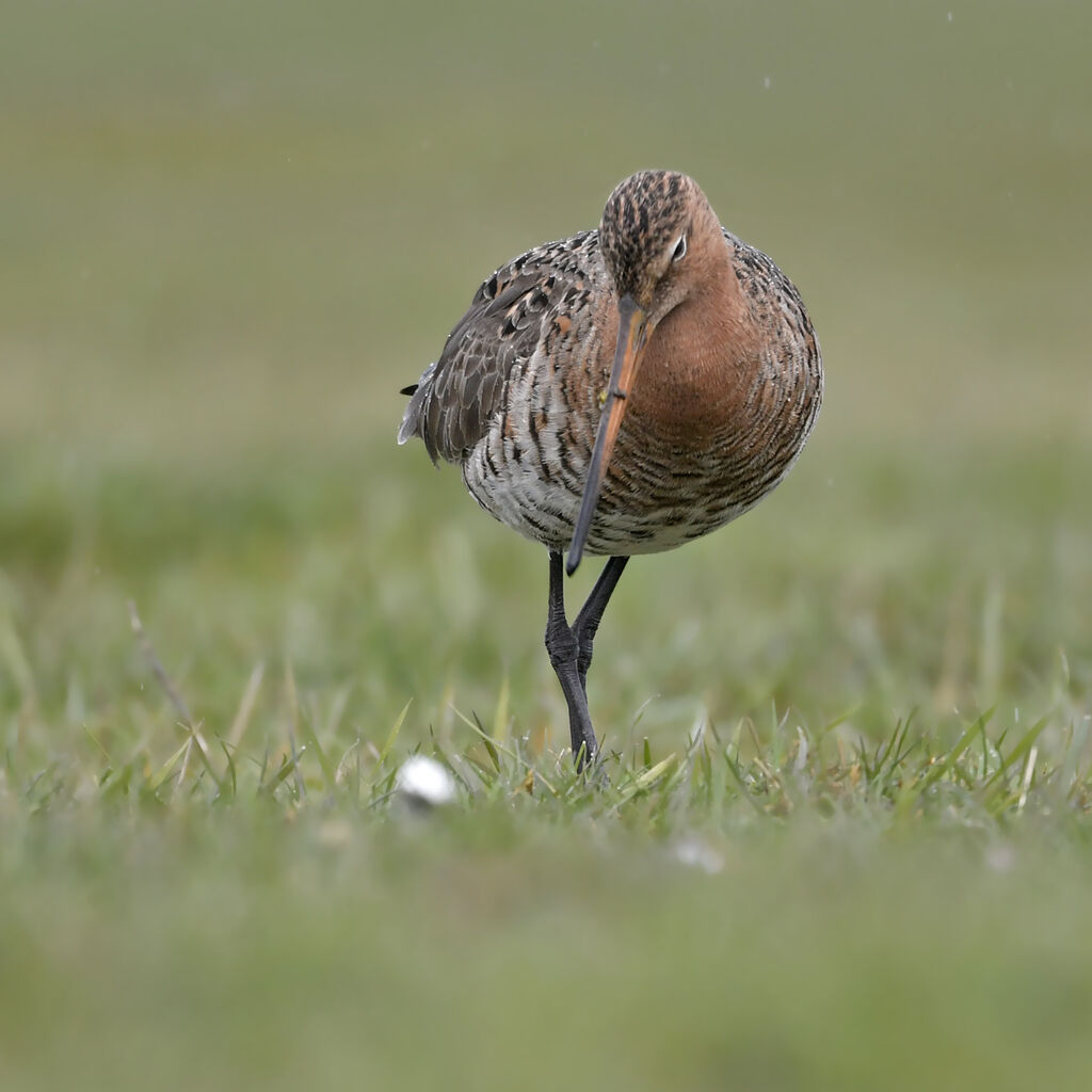 Black-tailed Godwitadult breeding, identification