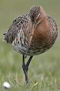 Black-tailed Godwit