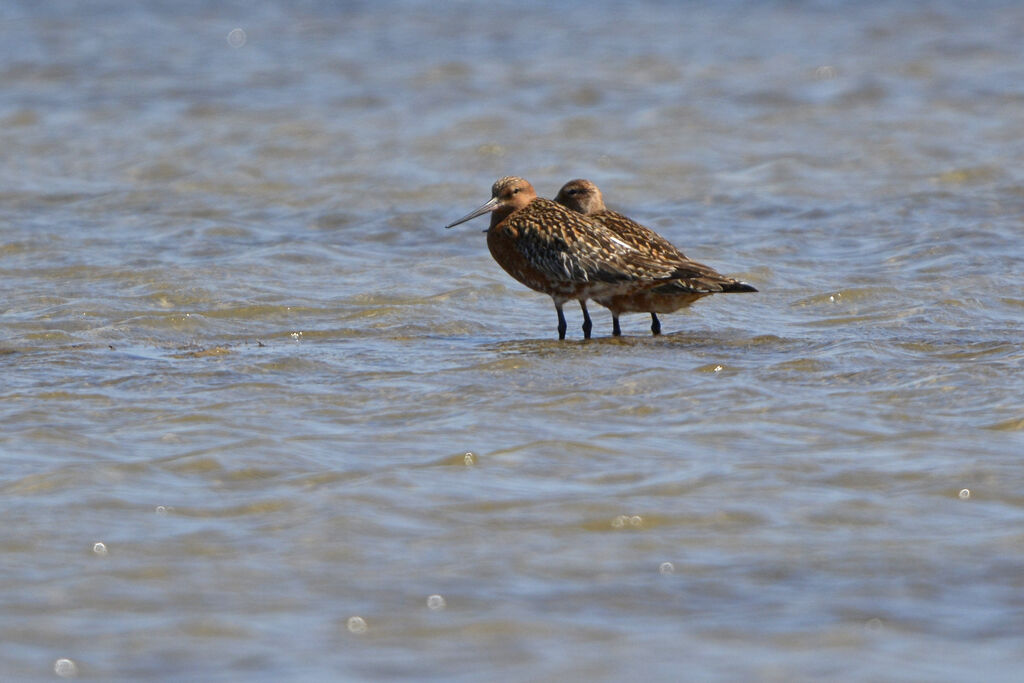 Barge rousse, identification