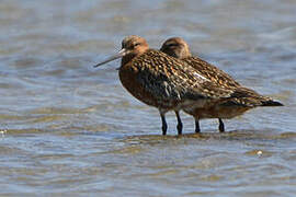 Bar-tailed Godwit