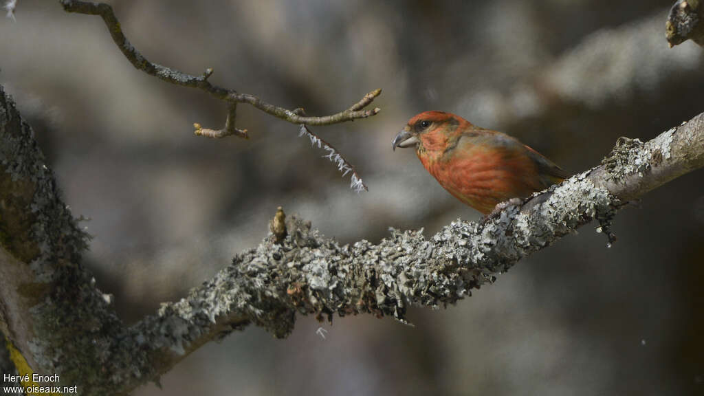 Red Crossbill male adult, identification