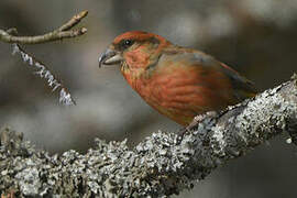 Red Crossbill