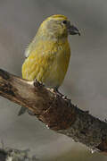 Red Crossbill