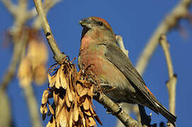 Red Crossbill