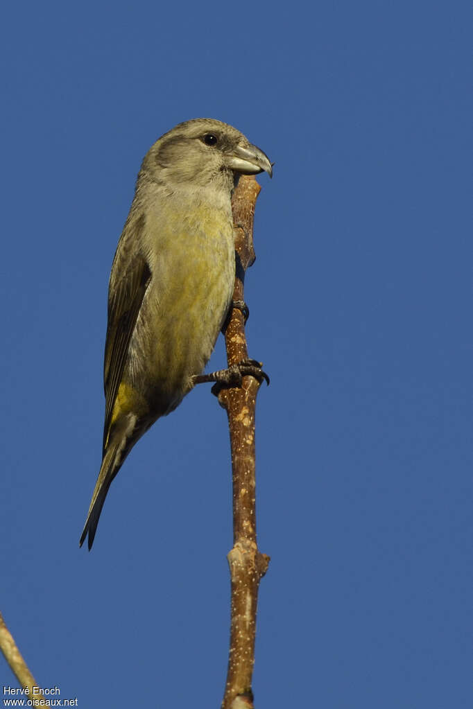 Red Crossbill female adult