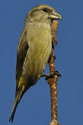 Red Crossbill