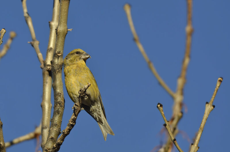 Red Crossbill female adult