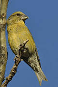 Red Crossbill