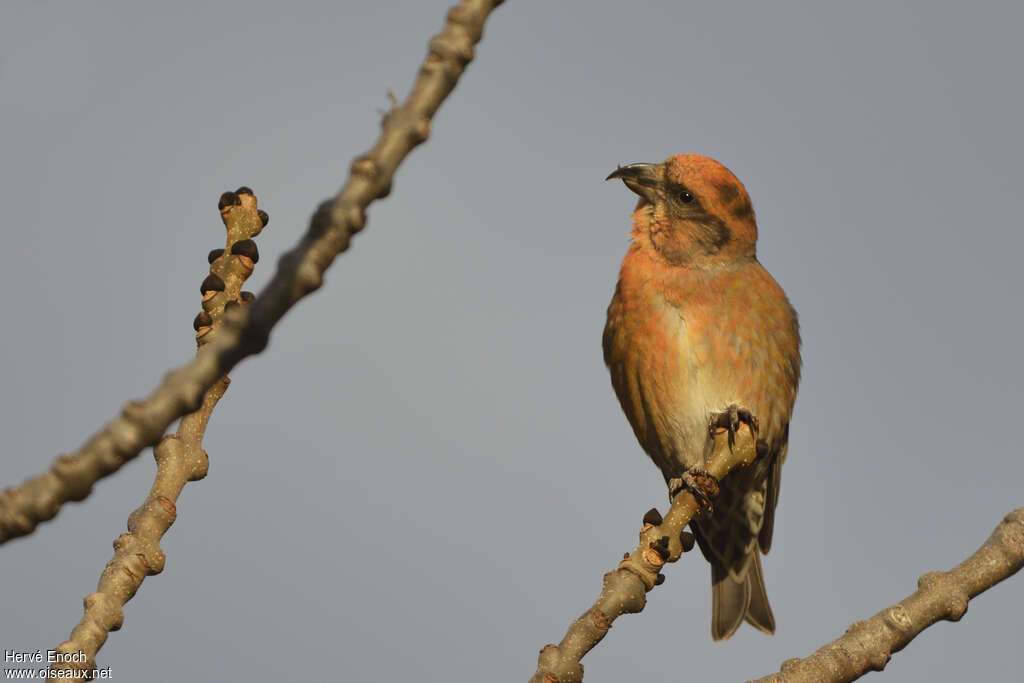 Red Crossbill male adult