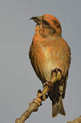 Red Crossbill