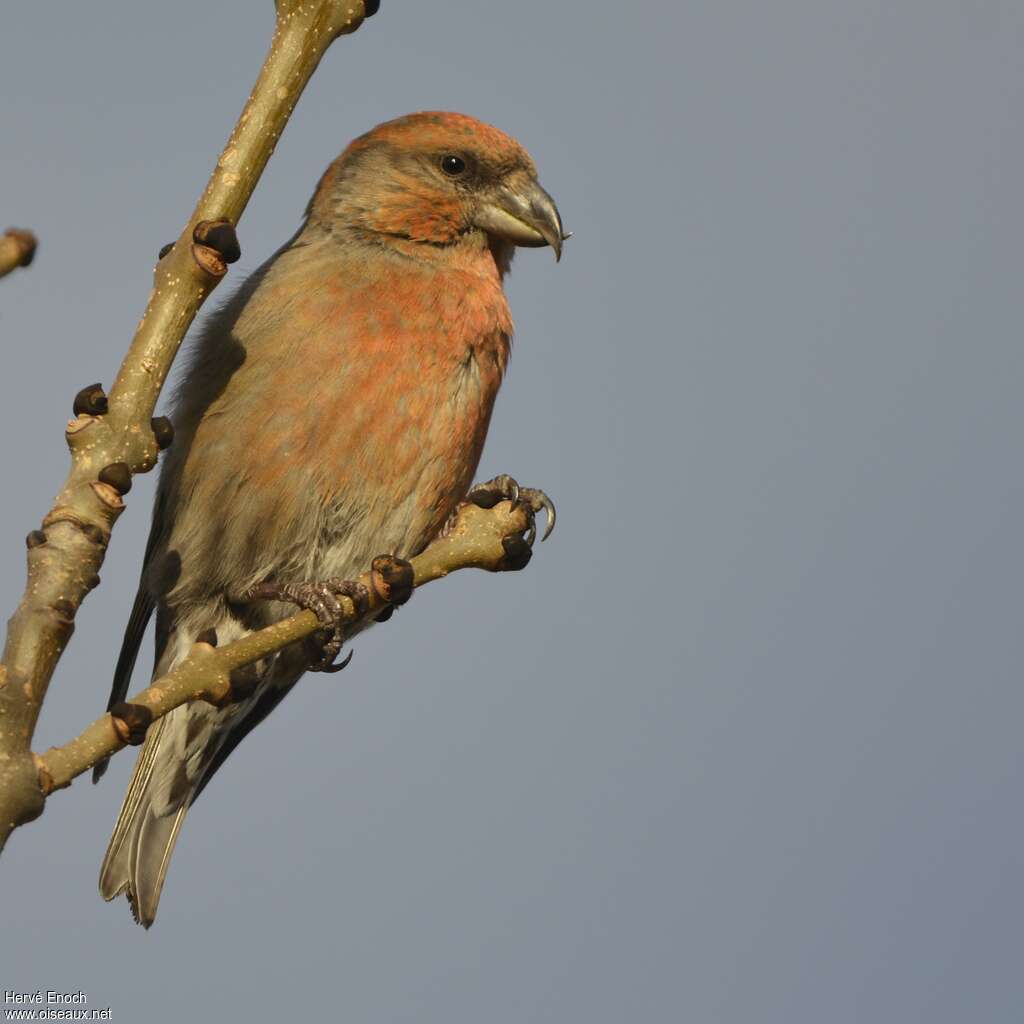 Red Crossbill male, identification