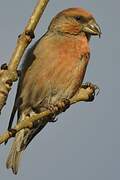 Red Crossbill