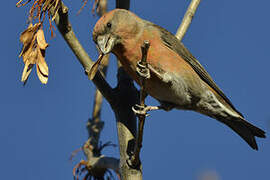 Red Crossbill