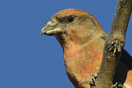 Red Crossbill