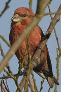 Parrot Crossbill