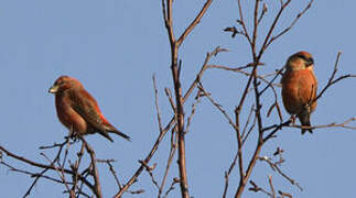 Parrot Crossbill