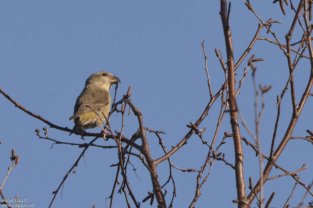 Parrot Crossbill female adult, pigmentation