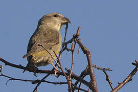 Parrot Crossbill