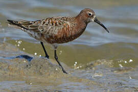 Curlew Sandpiper