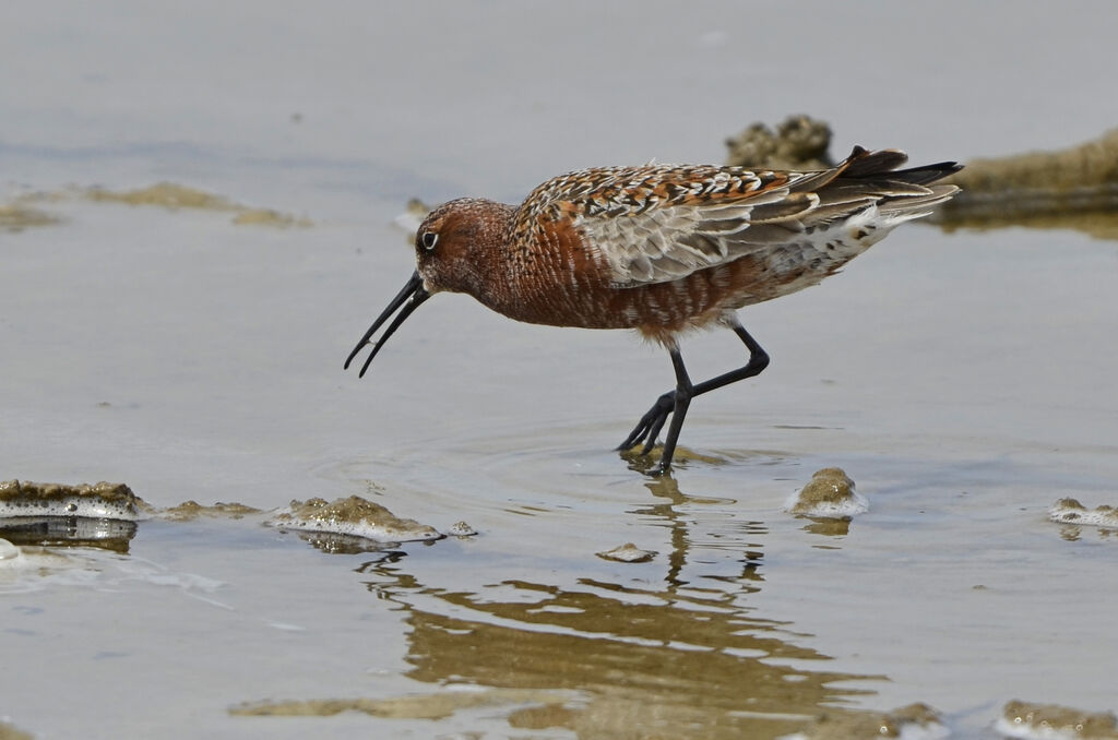 Curlew Sandpiper male adult breeding, identification