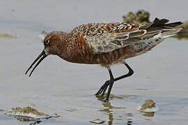 Curlew Sandpiper