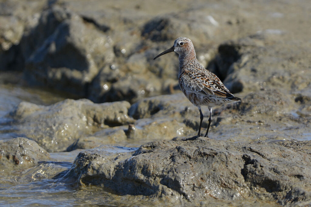 Curlew Sandpiper female adult breeding, identification