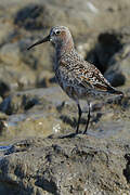 Curlew Sandpiper