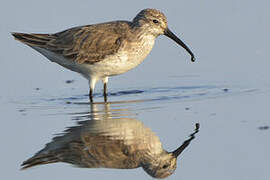 Curlew Sandpiper