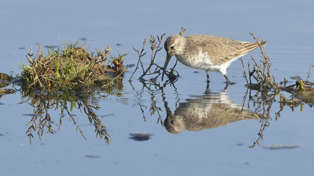 Curlew Sandpiperadult post breeding, identification