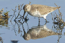 Curlew Sandpiper