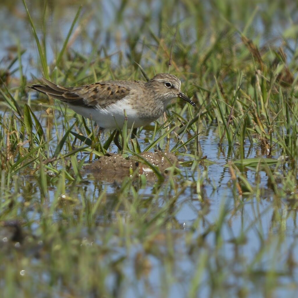 Bécasseau de Temminckadulte, identification