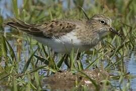 Temminck's Stint