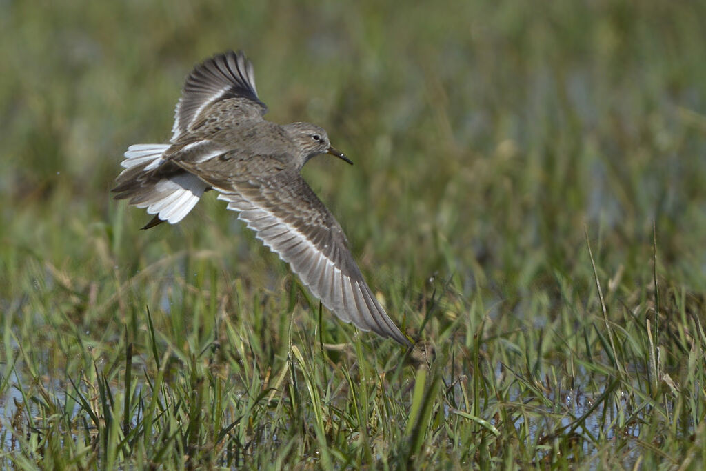 Temminck's Stintadult post breeding, Flight