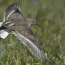 Bécasseau de Temminck